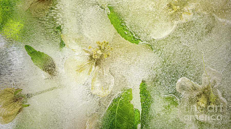 Frozen Flowers Apple Blossoms Print Photograph by Terry Hrynyk