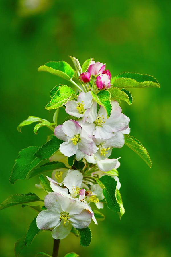 Apple Blossoms Photograph by Tracy Rice Frame Of Mind