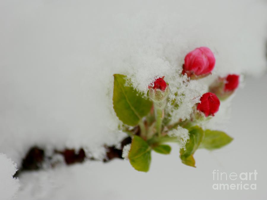 Apple Blossoms Under The Spring Snow Photograph