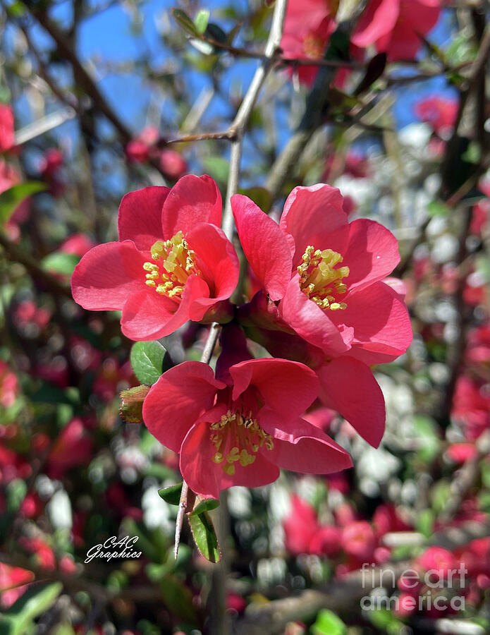 Apple Blossoms 2 Photograph by CAC Graphics