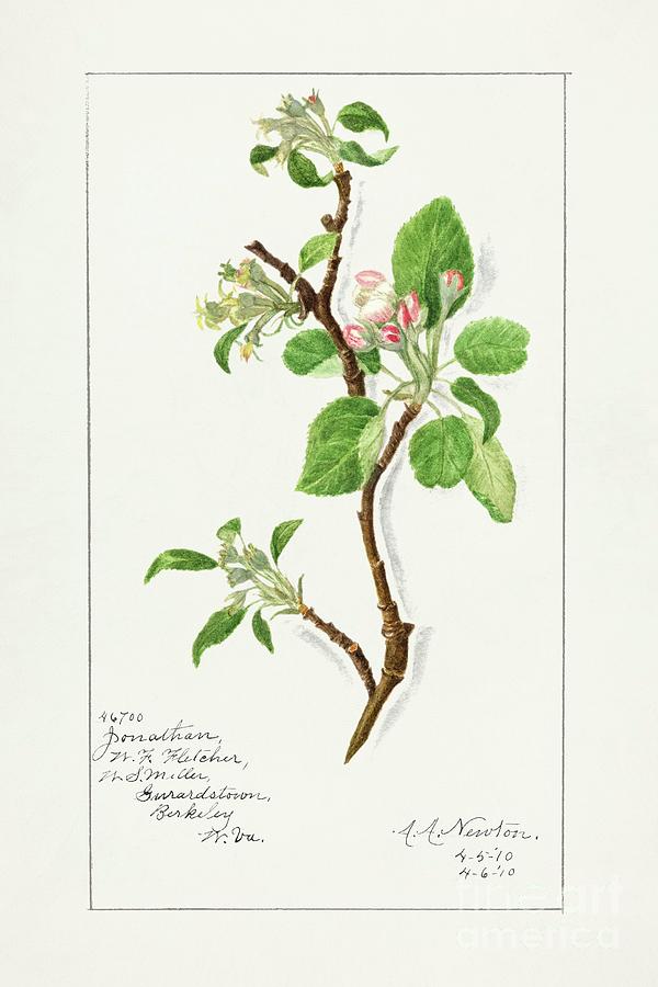 Nature Painting - Apple Bough Malus Domestica 1910 by Amanda Almira Newton by Shop Ability