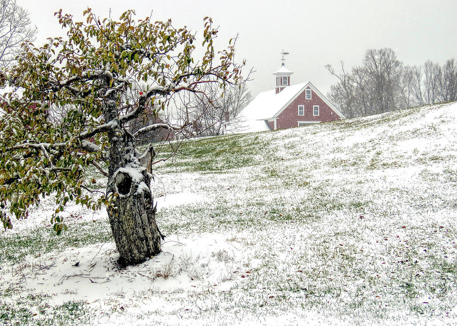 Apple Farm in Winter Photograph by Janice Drew