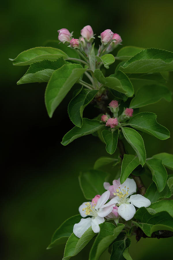 Apple Flowers - Part 1 Photograph by Yuka Kato