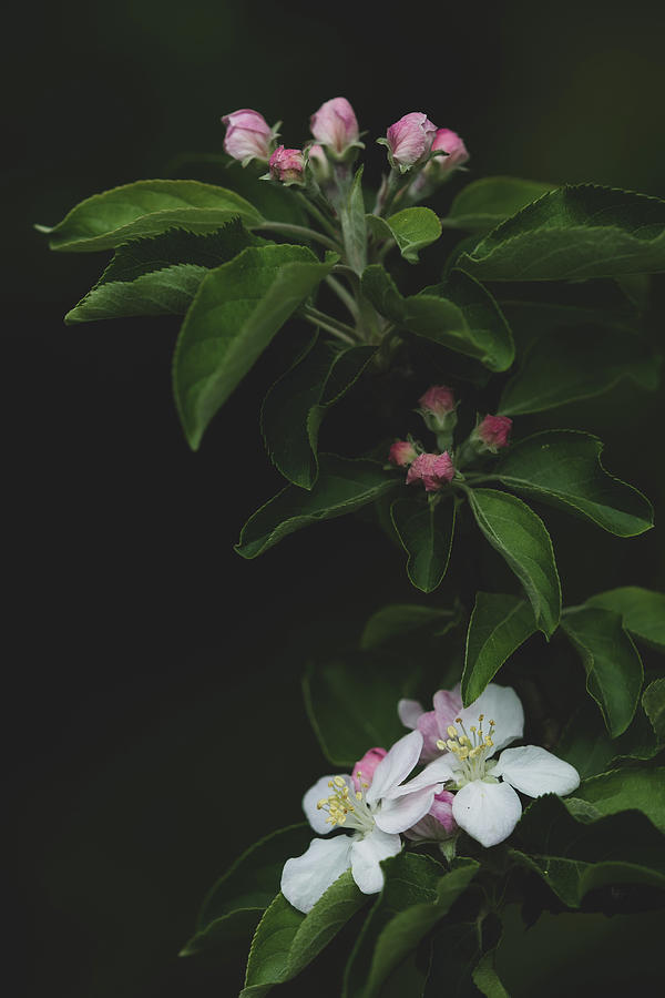 Apple Flowers - Part 2 Photograph by Yuka Kato