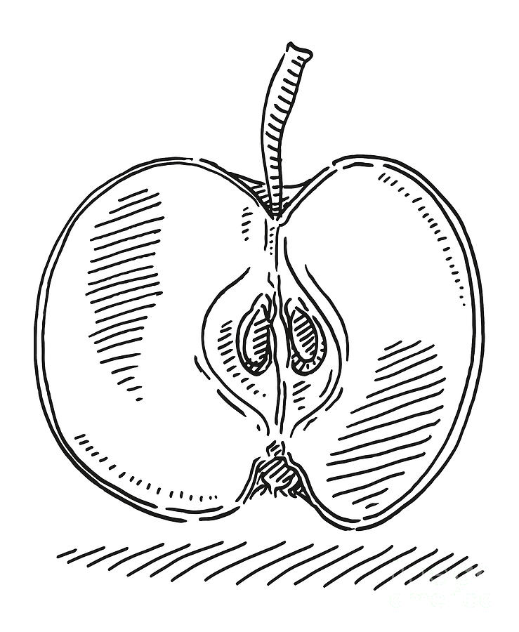 Apple Fruit Cut In Half Drawing Drawing by Frank Ramspott Pixels