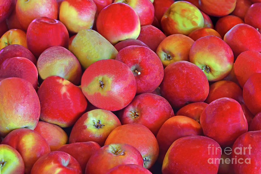 Apple Harvest Bounty Nj Photograph