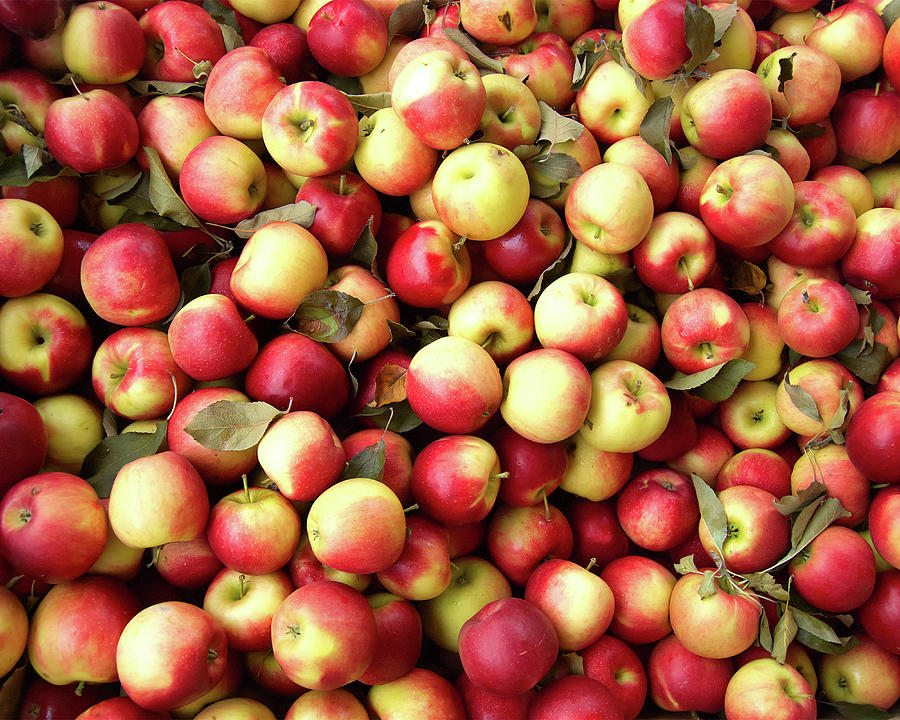 Apple Harvest Photograph by Flinn Hackett