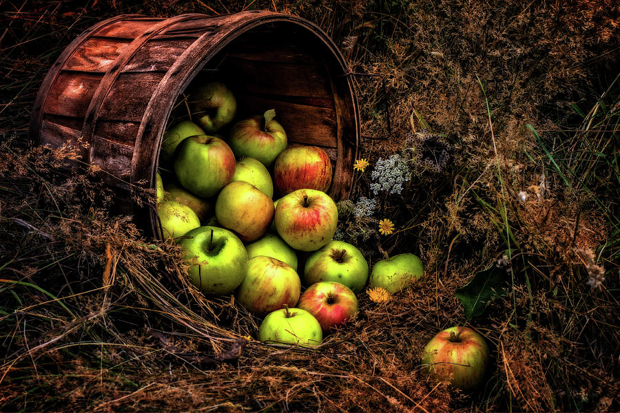 Apple Harvest Photograph - Apple Harvest by Rod Stroh