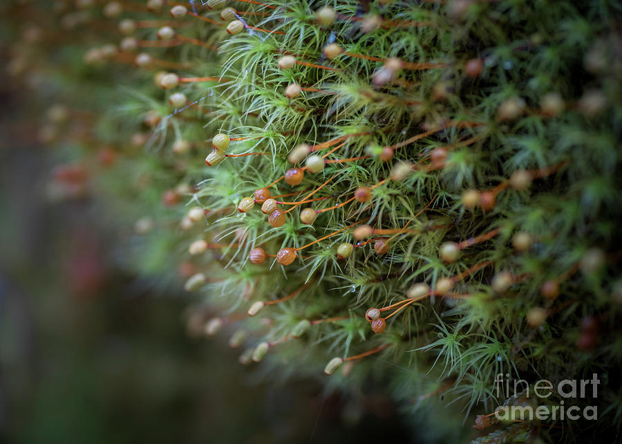 Apple Moss 2 by Katie Joya Apple Moss 2 by Katie Joya
