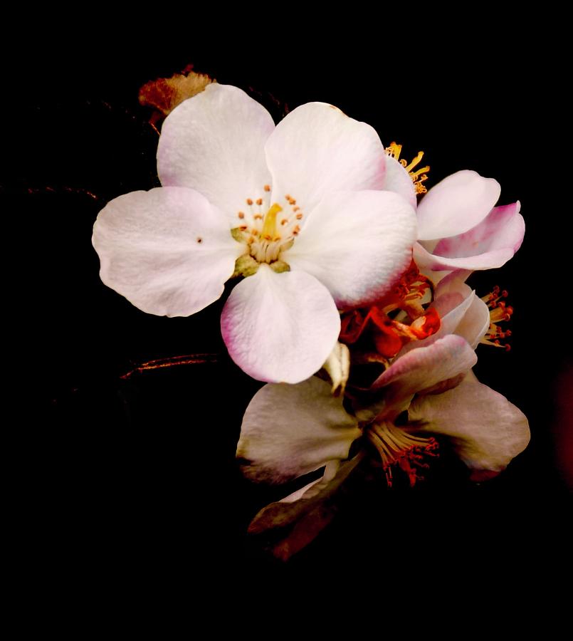 Apple Night Blossom Photograph by Tracy Rice Frame Of Mind