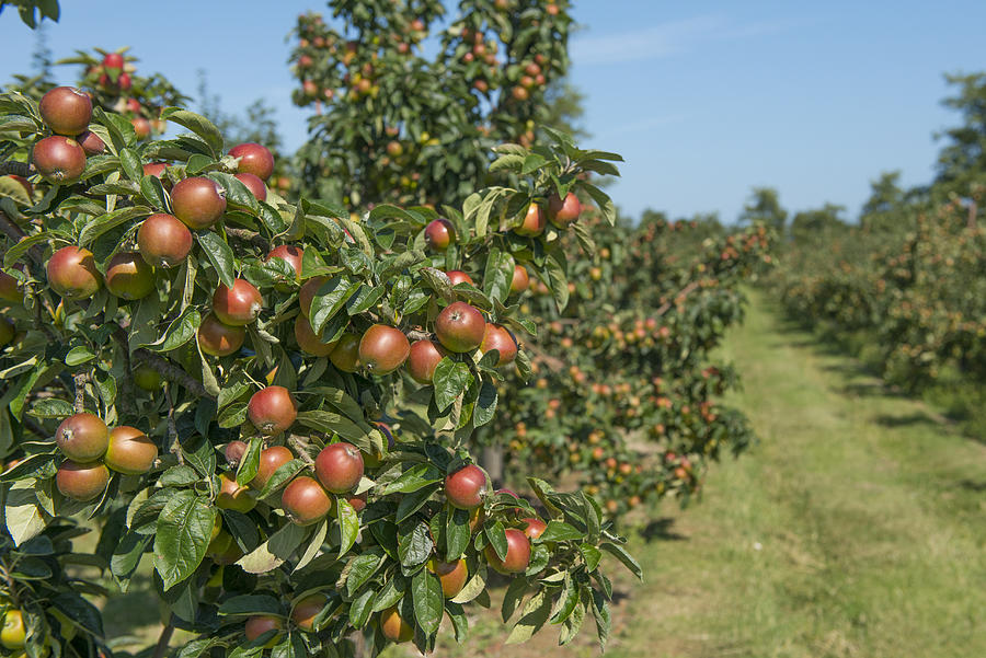 Apple Norfolk Royal, ripe fruit, Norfolk UK Photograph by Mike Powles