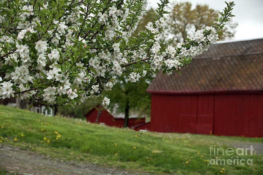 Apple Orchard Blooms Photograph by Nicki McManus