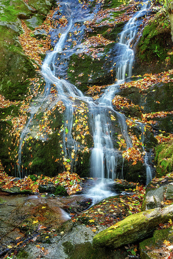 Apple Orchard Falls with touch of Autumn - 2 Photograph by Alex Mironyuk
