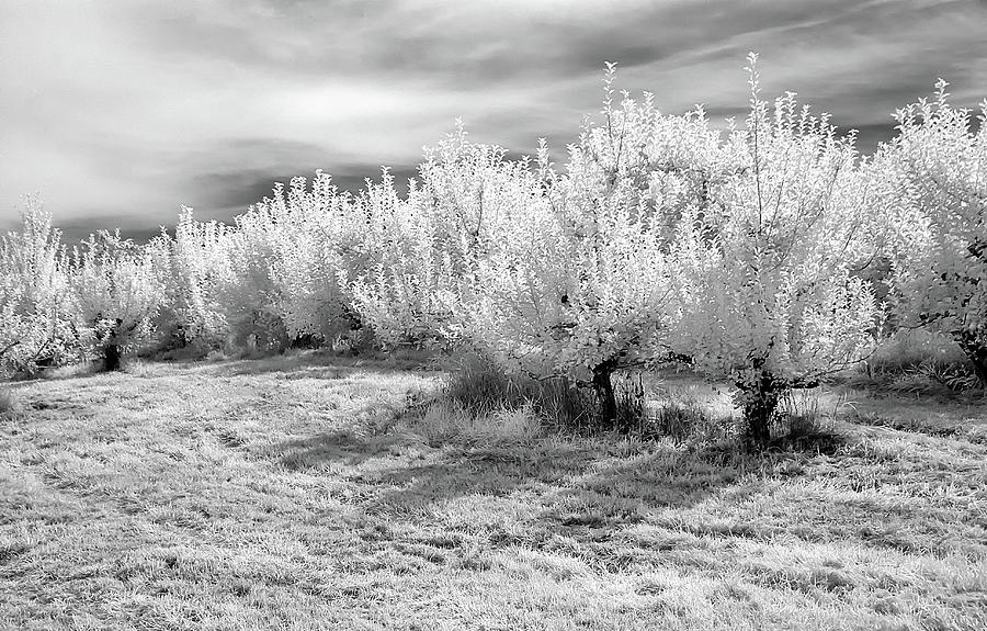Apple Orchard in Infrared Photograph by Anthony Sacco