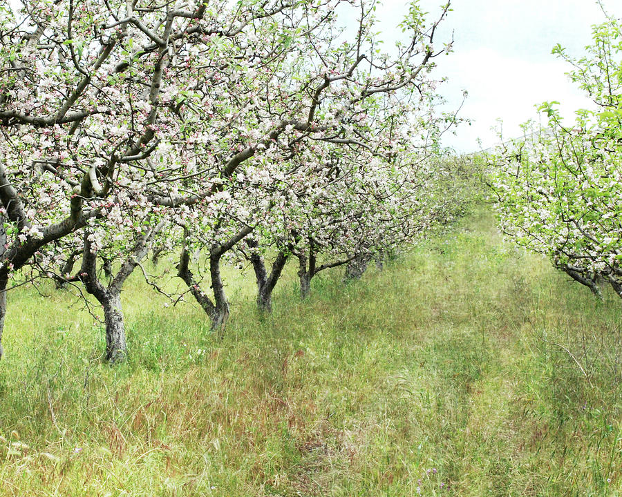 Apple Orchard Photograph by Lupen Grainne