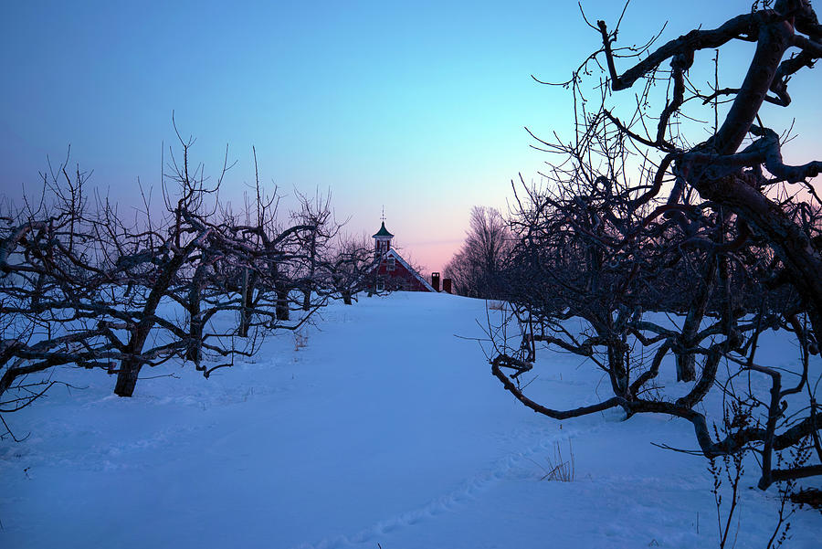 Apple Orchard Winter Sunset Photograph by Joann Vitali