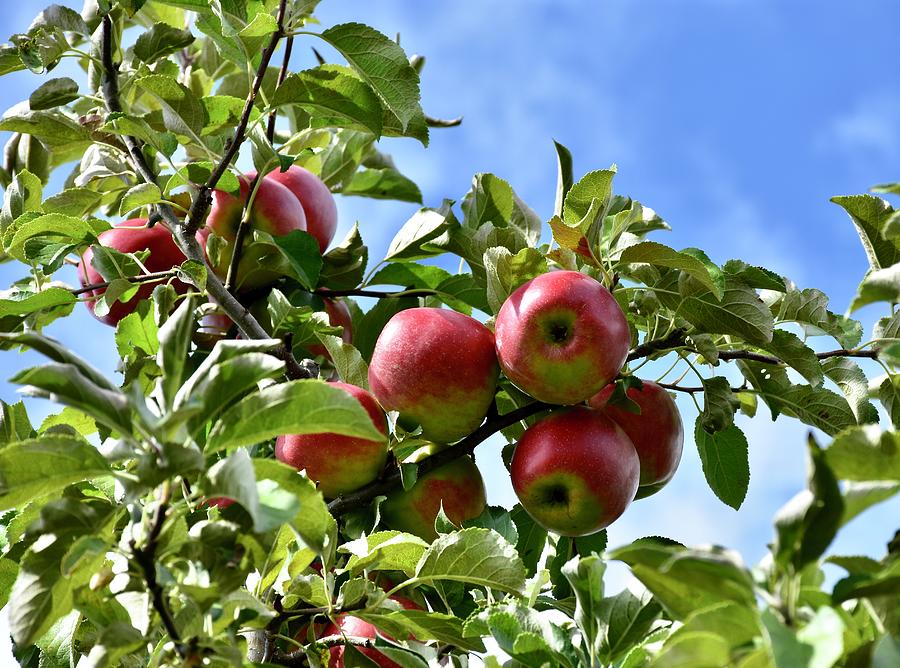 Apple Picking Photograph by Monika Salvan
