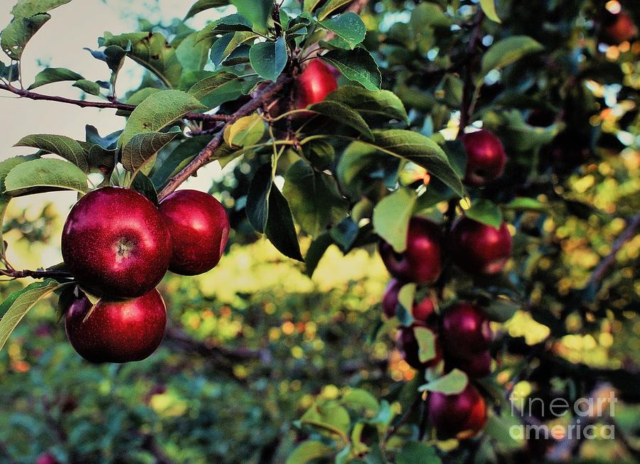 New England apple picking season Photograph by Michael McCormack