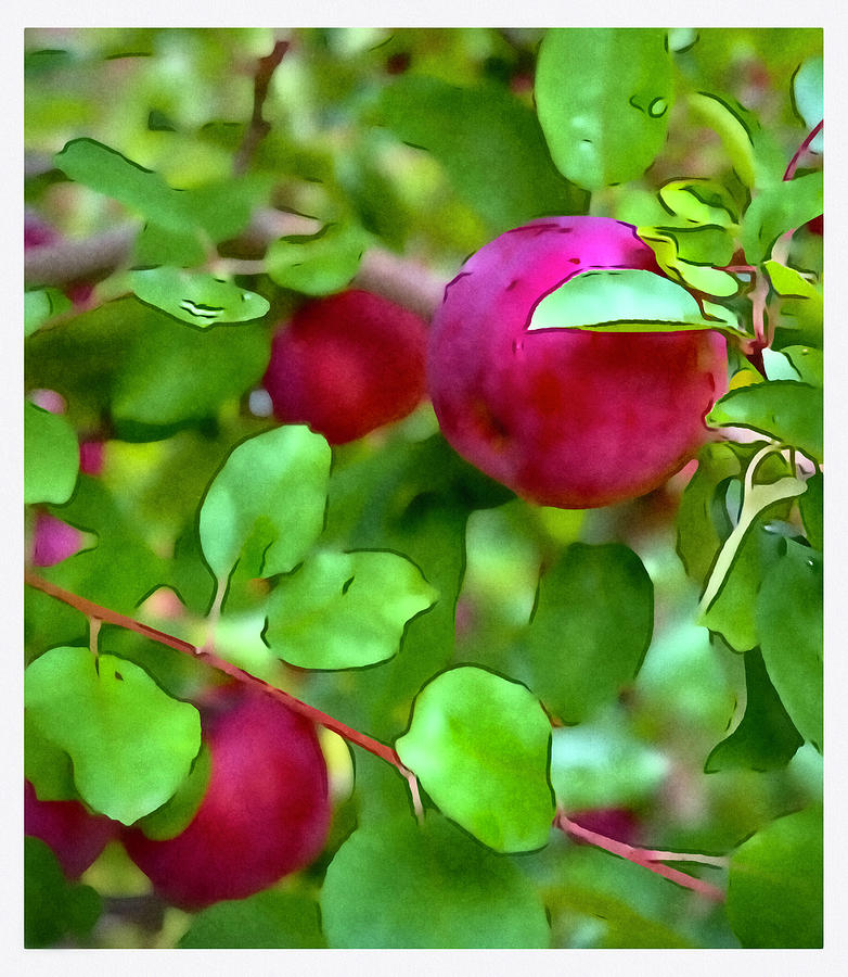 Apple Picking Stow MA Photograph by Jacqueline Bergeron Fine Art America