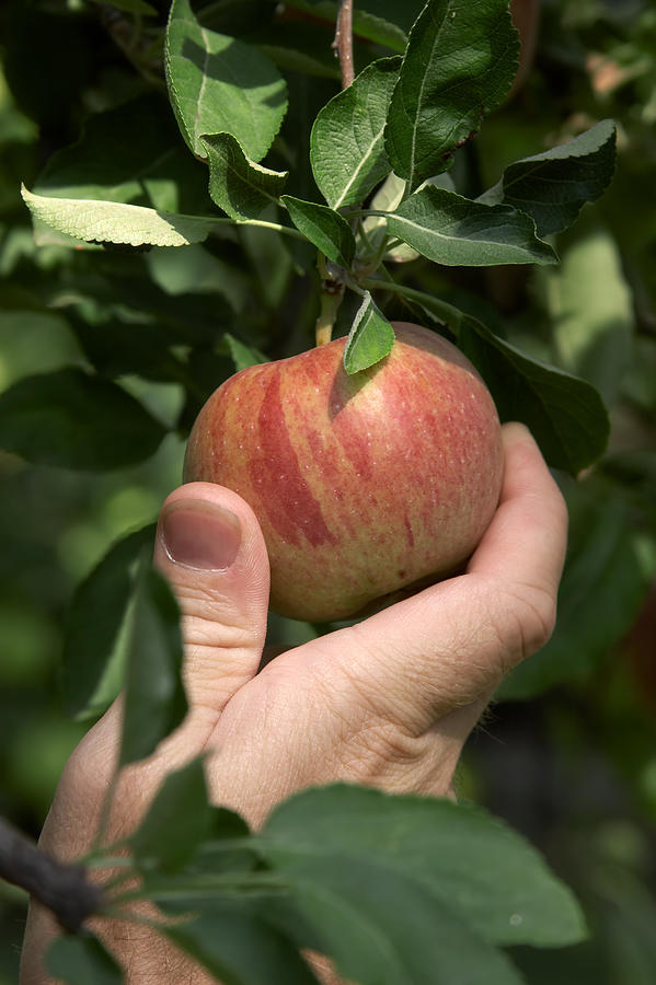 Apple Picking Photograph by Tacojim