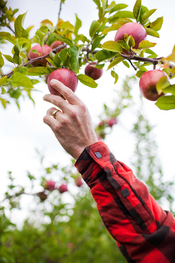 Apple Picking Photograph by Vanessa Lassin Photography