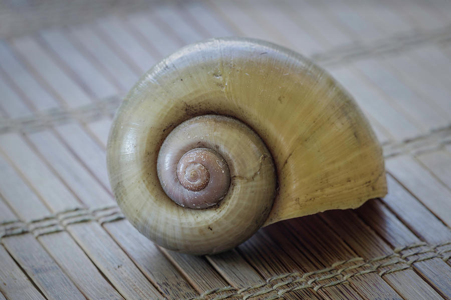 Apple Snail Photograph by Fran Gallogly
