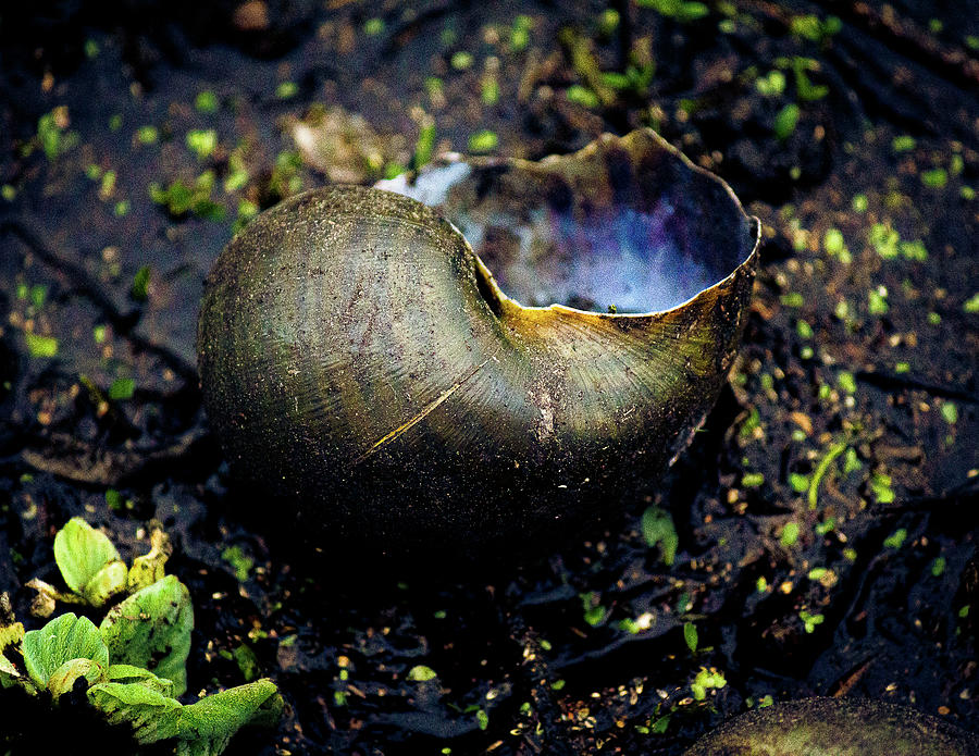 Apple Snail Shell Photograph by Mireyah Wolfe