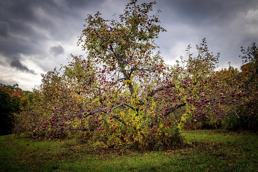 Apple Tree at Bear Swamp Orchard 1 Photograph by Michael Saunders