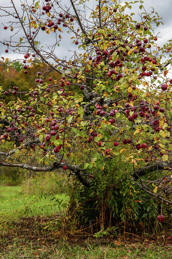 Apple Tree at Bear Swamp Orchard 2 Photograph by Michael Saunders