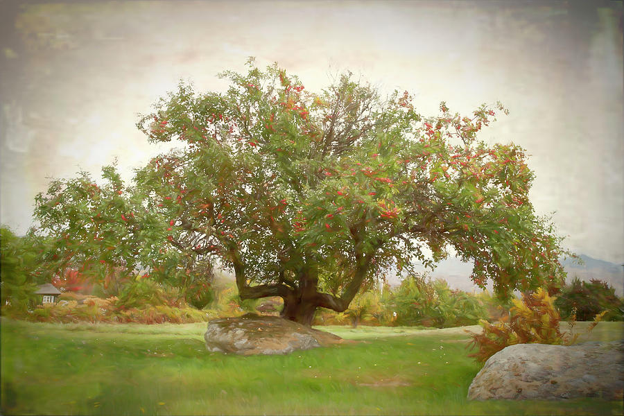Apple Tree  Photograph by Betty Pauwels