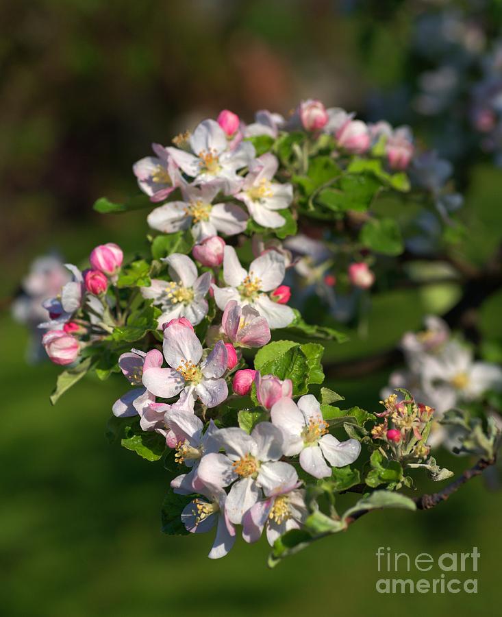 Apple Tree Blooming Season Photograph by Amalia Suruceanu