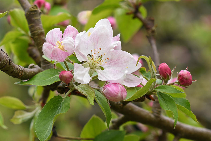 Apple Tree Blossom Photograph by Gill Billington