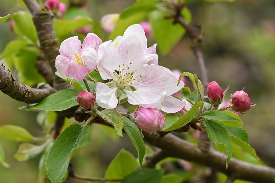 apple tree blossoms