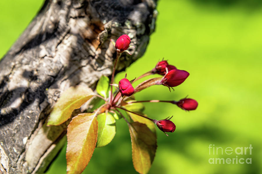 Apple tree buds 3 Photograph by Petras Paulauskas Fine Art America