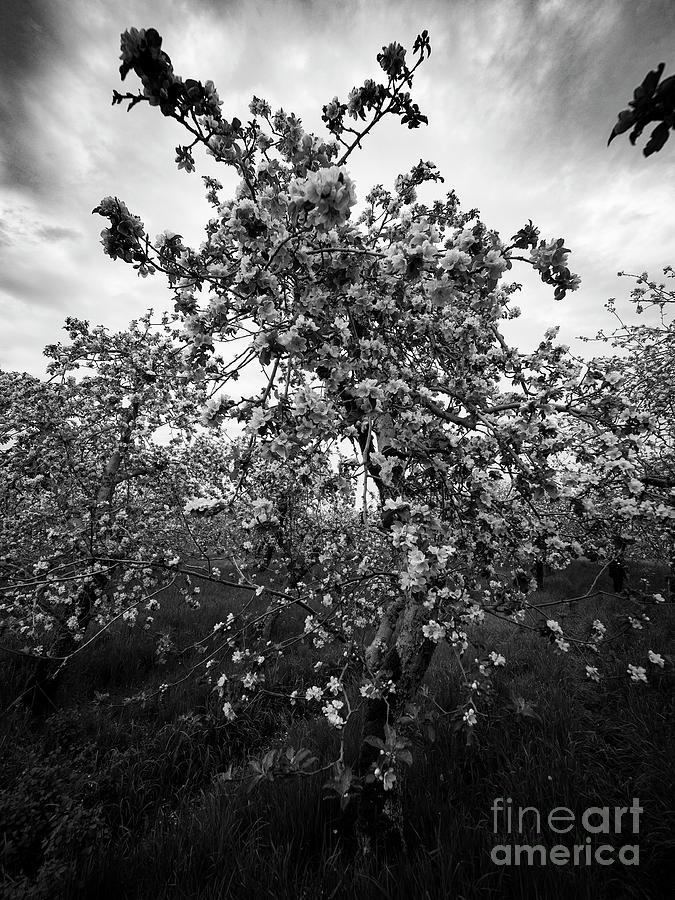 Apple Tree Photograph by Christopher Wentworth Apple Tree Photograph by Christopher Wentworth