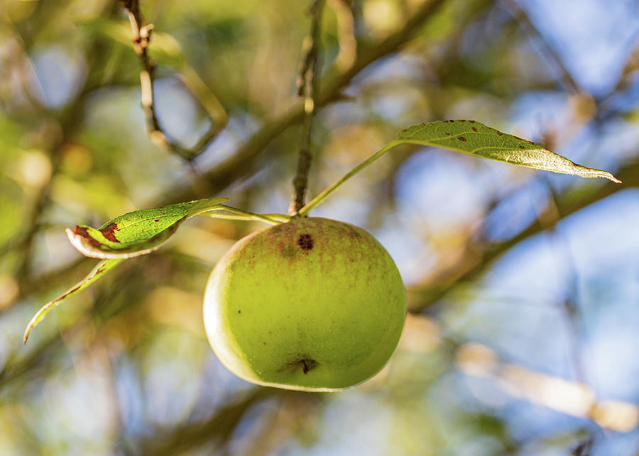 Apple Tree Fall 2020 3 Photograph by Amelia Pearn