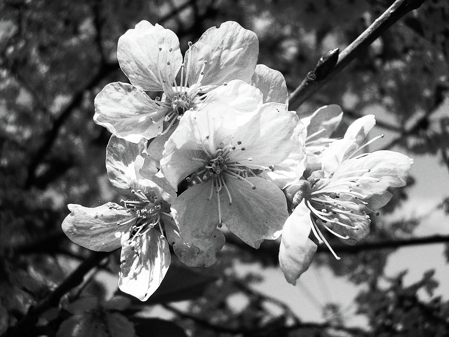 Apple Tree Flowers on the Branch, Photography in Black and White Photograph by Aneta Soukalova