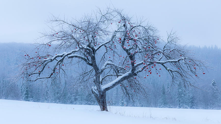 Apple Tree Freezing Fog Photograph by Alan L Graham