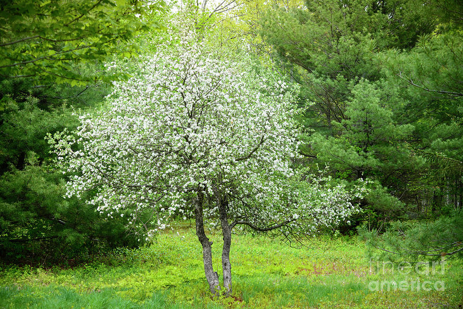 Apple Tree in Bloom Photograph by Alana Ranney