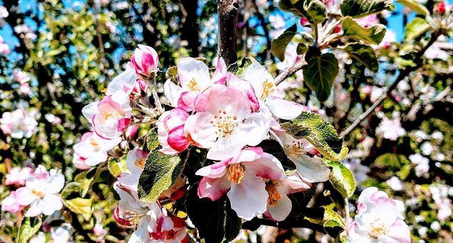 Apple Tree In Bloom Photograph