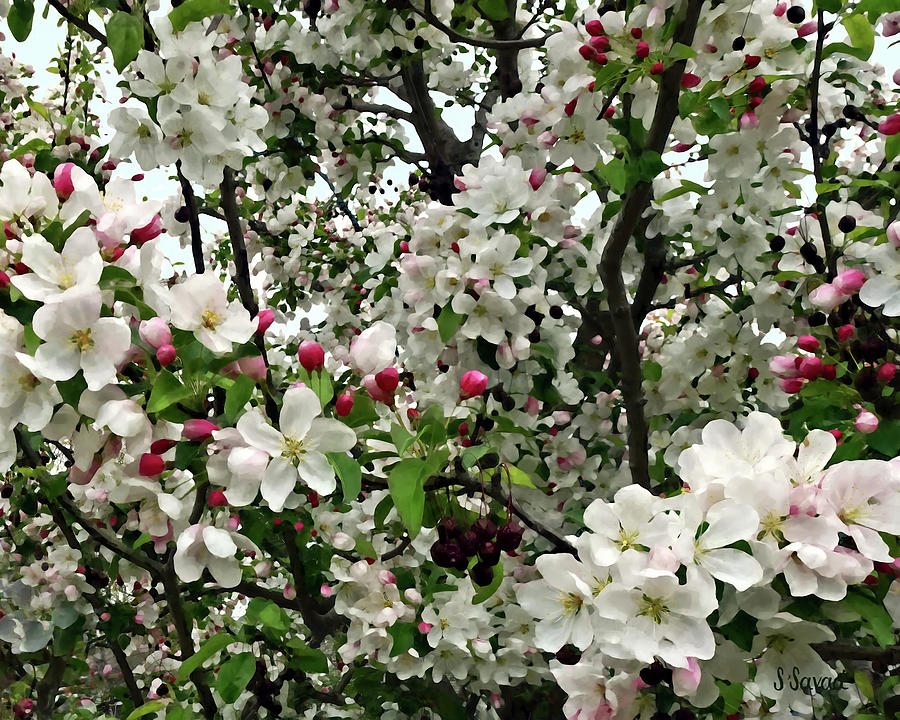 Spring Photograph - Apple Tree In Bloom by Susan Savad