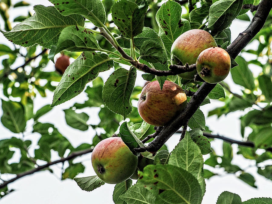 Apple Tree In Fairyland Photograph