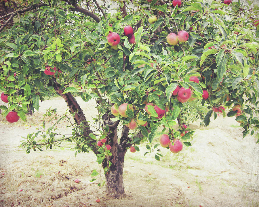 Apple Tree Photograph by Lupen Grainne