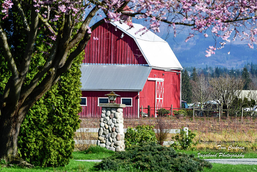 Apple Tree Pink and Barn Red Photograph by Tom Cochran