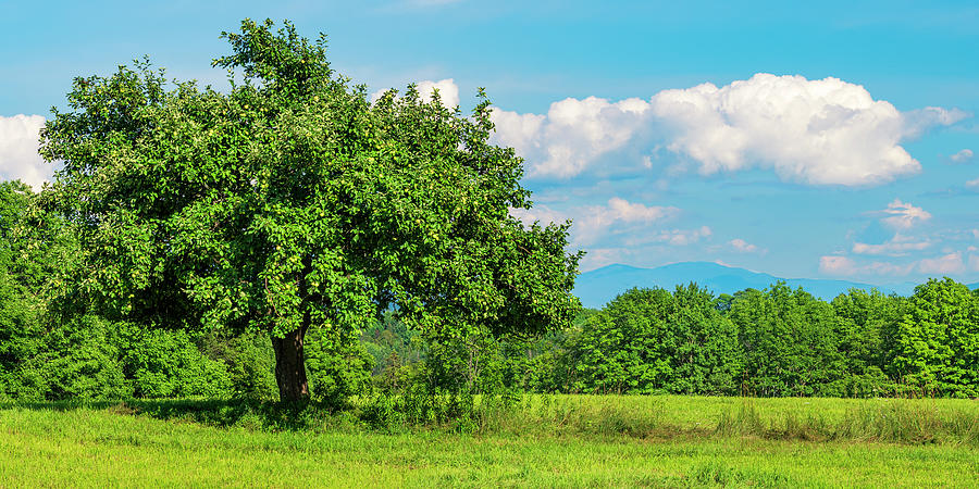 Apple Tree Summer Panorama Photograph by Alan L Graham