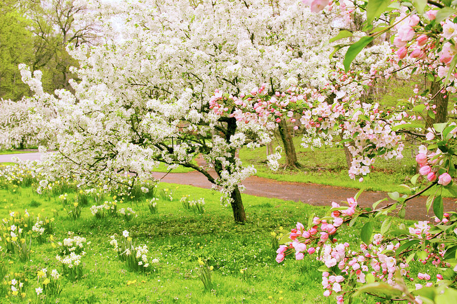 Apple Trees in Bloom Photograph by Jessica Jenney