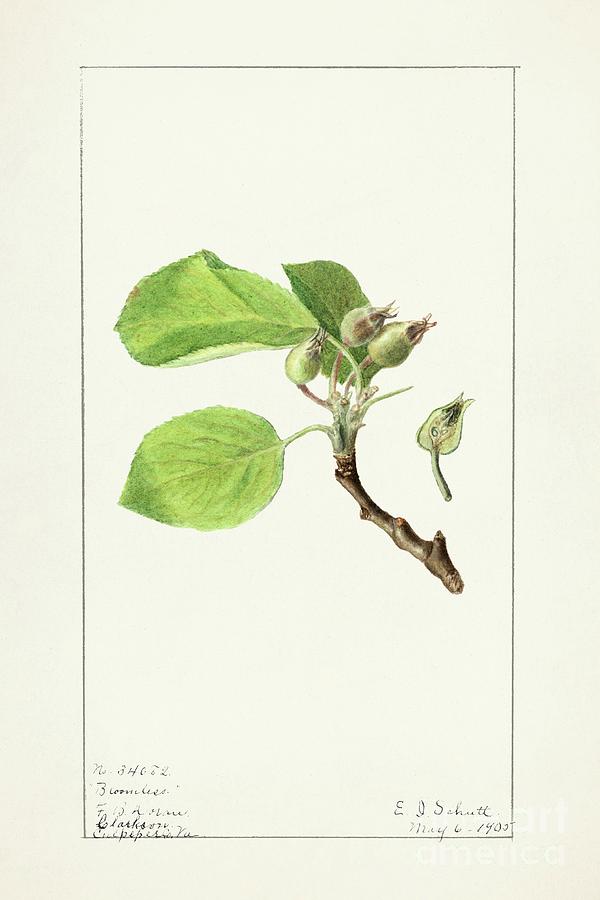 Apple Twig Malus Domestica 1905 By Ellen Isham Schutt Painting
