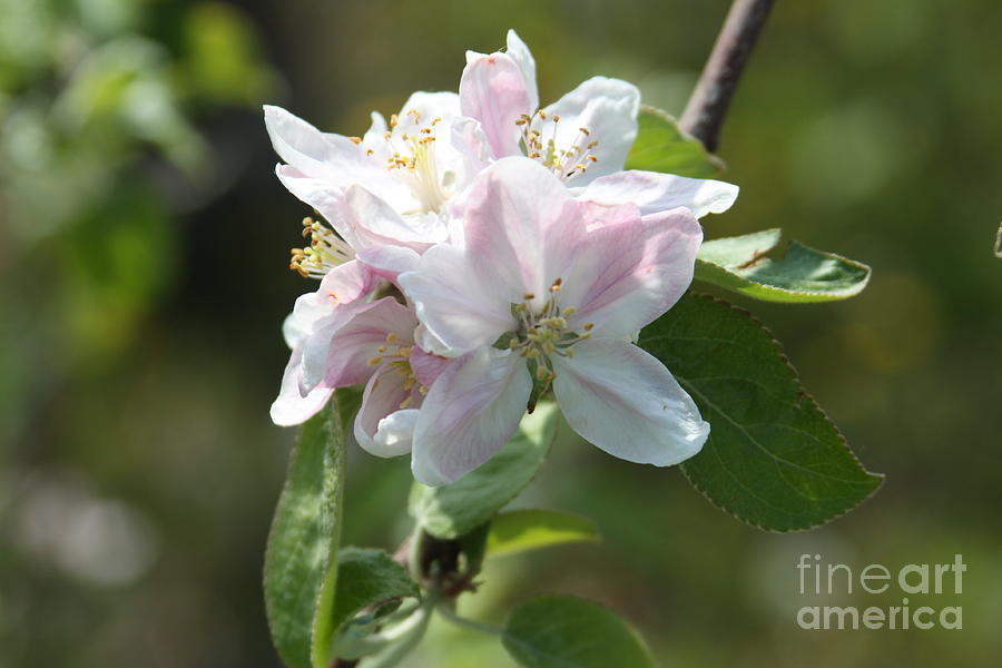 Appleland Orchard 2021 II Photograph by Darren Dwayne Frazier Fine