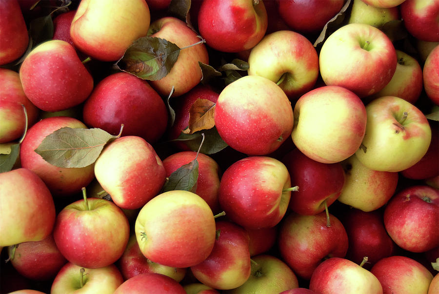 Apples  Photograph by Flinn Hackett