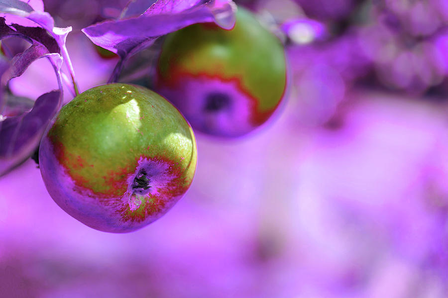 Apples - Infrared - Purple Digital Art